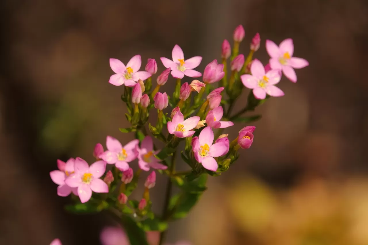 WordPress’te Eklenti Kalabalığı Performansı Nasıl Etkiler?